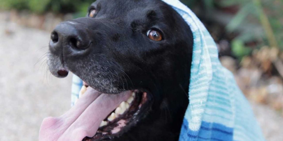 Prima Di Dire Addio Al Loro Cane Decidono Di Regalargli Il Piu Bel Giorno Della Sua Vita